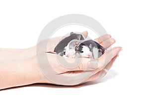 Rat on white background