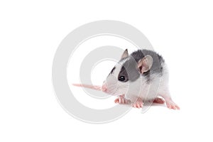 Rat on white background