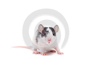 Rat on white background