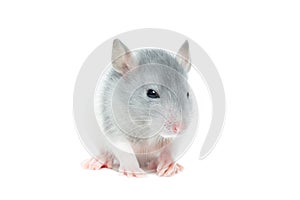 Rat on white background