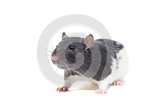 Rat on white background