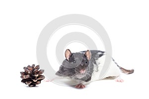 Rat on white background