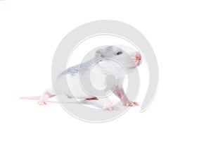 Rat on white background