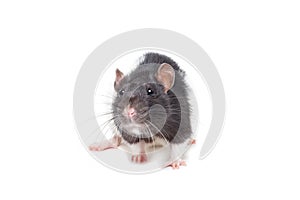 Rat on white background