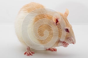 Rat on a white background