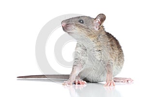 Rat on a white background photo