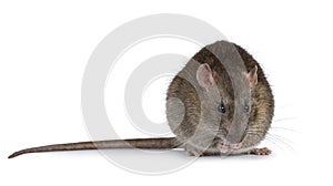 Rat on white background