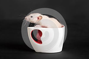 Rat in a white cup