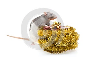 Rat with wrapped present