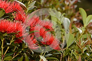 Rata flowers growing at Otira Gorge