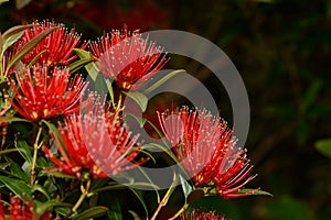 Rata flowers growing at Otira Gorge