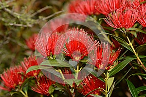 Rata flowers growing at Otira Gorge