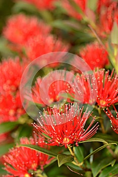 Rata flowers growing at Otira Gorge