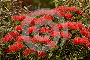 Rata flowers growing at Otira Gorge photo