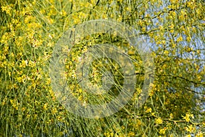 Ratama (Parkinsonia aculeata)