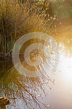Ratan reed grass reflected on yelow glowing pond
