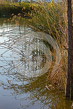 Ratan reed grass reflected on yelow glowing pond