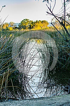 Ratan reed water grass, in pond with reflections and shoreline