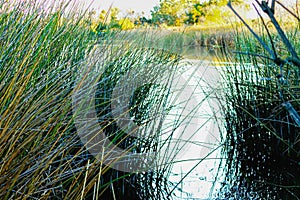 Ratan reed water grass, in pond with reflections and shoreline