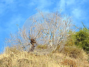 Dry trees on the hill of Ratangarh Kheri in Madhya Pradesh, India photo