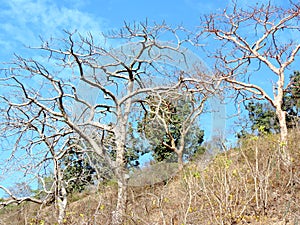 Dry trees on the hill of Ratangarh Kheri in Madhya Pradesh, India photo