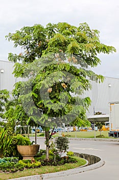 Ratchaphruek flowers in font of the factory