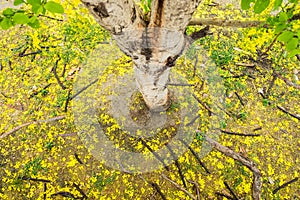 Ratchaphruek, Golden shower, koon yellow leaf sheath dry fall