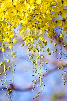 Ratchaphruek or Multiply flowers