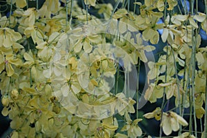 Ratchaphruek, or Thai called the Koon tree, yellow flowers blooming in the summer, beautiful, selective focus, nature outdoors