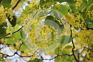 Ratchaphruek, or Thai called the Koon tree, yellow flowers blooming in the summer, beautiful, selective focus, nature outdoors