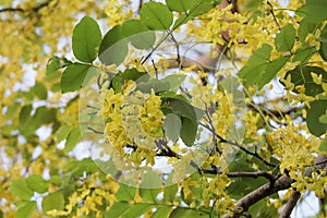 Ratchaphruek, or Thai called the Koon tree, yellow flowers blooming in the summer, beautiful, selective focus, nature outdoors