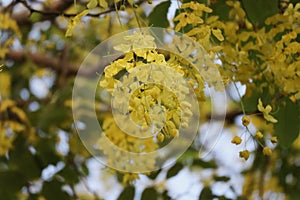 Ratchaphruek, or Thai called the Koon tree, yellow flowers blooming in the summer, beautiful, selective focus, nature outdoors