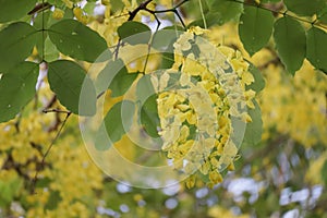 Ratchaphruek, or Thai called the Koon tree, yellow flowers blooming in the summer, beautiful, selective focus, nature outdoors