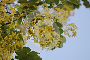 Ratchaphruek, or Thai called the Koon tree, yellow flowers blooming in the summer, beautiful, selective focus, nature outdoors