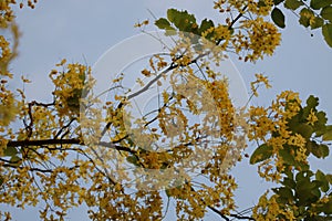 Ratchaphruek, or Thai called the Koon tree, yellow flowers blooming in the summer, beautiful, selective focus, nature outdoors