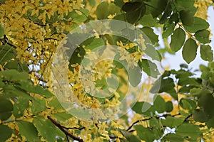 Ratchaphruek, or Thai called the Koon tree, yellow flowers blooming in the summer, beautiful, selective focus, nature outdoors