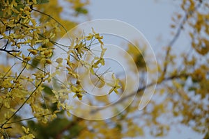 Ratchaphruek, or Thai called the Koon tree, yellow flowers blooming in the summer, beautiful, selective focus, nature outdoors