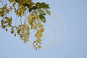 Ratchaphruek, or Thai called the Koon tree, yellow flowers blooming in the summer, beautiful, selective focus, nature outdoors