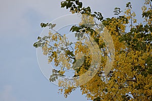 Ratchaphruek, or Thai called the Koon tree, yellow flowers blooming in the summer, beautiful, selective focus, nature outdoors