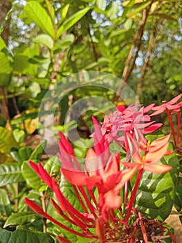 Rath mal & x28;Ixora coccinea& x29;.