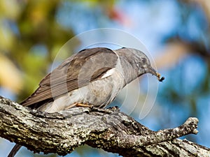 Brush Cuckoo in Queensland Australia photo
