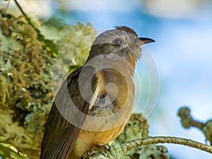 Bush Cuckoo in Queensland Australia photo