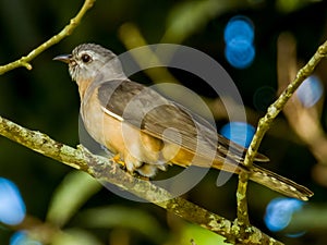 Bush Cuckoo in Queensland Australia photo
