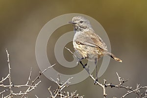 Redthroat Bird in Western Australia photo