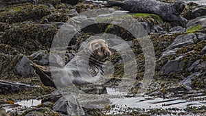 Rathlin Island Northern Ireland