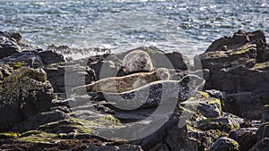 Rathlin Island Northern Ireland