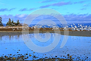 Rathtrevor Beach Provincial Park near Parksville on Vancouver Island, British Columbia