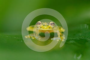 Raticulated Glass Frog, Hyalinobatrachium valerioi in nature habitat. Frog from Costa Rica, wide angle lens. Beautiful amphibian i