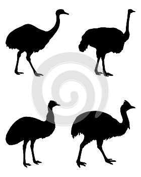 Ratites of the world