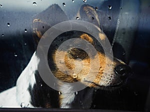 Ratonero Bodeguero Andaluz terrier dog on passenger seat looking outside car window with rain drops waiting for owner